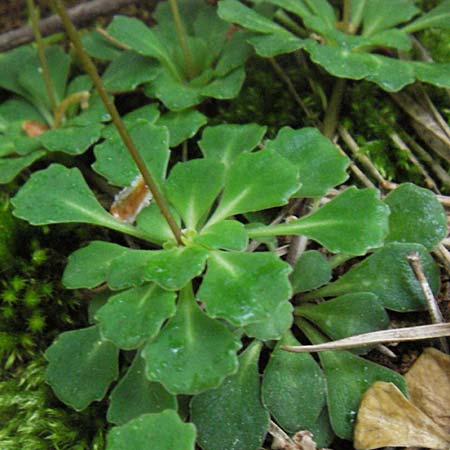 Saxifraga cuneifolia \ Keilblttriger Steinbrech / Lesser London Pride, I Liguria, Pieve di Teco 27.5.2013