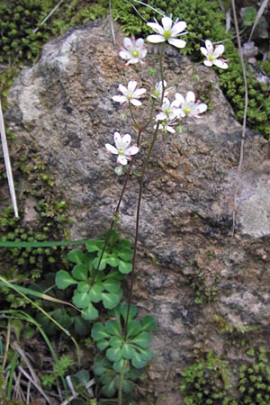 Saxifraga cuneifolia \ Keilblttriger Steinbrech / Lesser London Pride, I Liguria, Loano 28.5.2013
