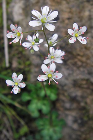 Saxifraga cuneifolia \ Keilblttriger Steinbrech / Lesser London Pride, I Liguria, Loano 28.5.2013
