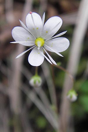 Saxifraga cuneifolia \ Keilblttriger Steinbrech / Lesser London Pride, I Liguria, Loano 28.5.2013