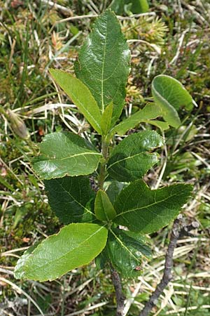 Sorbus chamaemespilus \ Zwerg-Mehlbeere, Berg-Mehlbeere / Dwarf Whitebeam, False Medlar, I Alpi Bergamasche, Pizzo Arera 9.6.2017