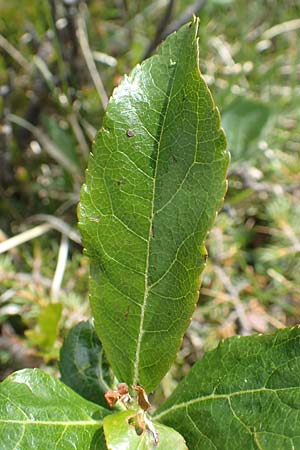 Sorbus chamaemespilus \ Zwerg-Mehlbeere, Berg-Mehlbeere / Dwarf Whitebeam, False Medlar, I Alpi Bergamasche, Pizzo Arera 9.6.2017