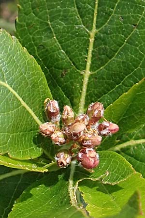 Sorbus chamaemespilus \ Zwerg-Mehlbeere, Berg-Mehlbeere / Dwarf Whitebeam, False Medlar, I Alpi Bergamasche, Pizzo Arera 9.6.2017