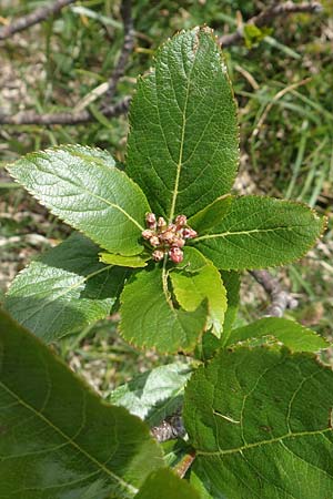Sorbus chamaemespilus \ Zwerg-Mehlbeere, Berg-Mehlbeere / Dwarf Whitebeam, False Medlar, I Alpi Bergamasche, Pizzo Arera 9.6.2017
