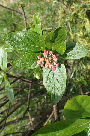 Sorbus chamaemespilus \ Zwerg-Mehlbeere, Berg-Mehlbeere / Dwarf Whitebeam, False Medlar, I Alpi Bergamasche, Pizzo Arera 9.6.2017