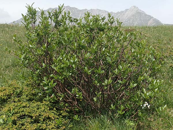 Sorbus chamaemespilus \ Zwerg-Mehlbeere, Berg-Mehlbeere / Dwarf Whitebeam, False Medlar, I Alpi Bergamasche, Pizzo Arera 9.6.2017