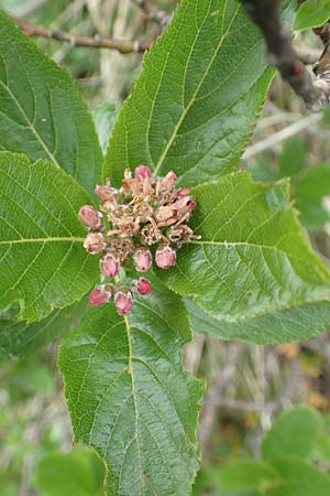 Sorbus chamaemespilus \ Zwerg-Mehlbeere, Berg-Mehlbeere / Dwarf Whitebeam, False Medlar, I Alpi Bergamasche, Monte Alben 11.6.2017