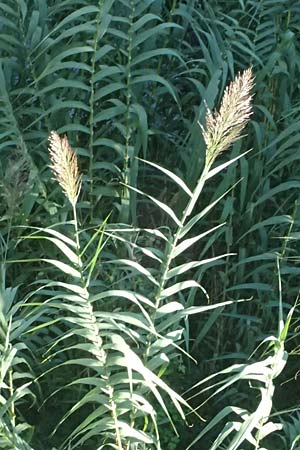 Arundo donax \ Pfahlrohr, Spanisches Rohr / Giant Reed, I Liguria, Cinque Terre 28.9.2023