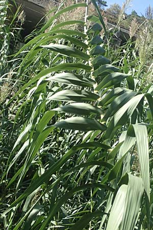 Arundo donax \ Pfahlrohr, Spanisches Rohr / Giant Reed, I Liguria, Cinque Terre 28.9.2023