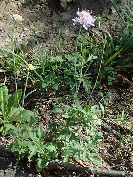 Scabiosa triandra \ Sdliche Skabiose / Southern Scabious, I Liguria, Sestri Levante 3.10.2023