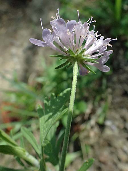 Scabiosa triandra \ Sdliche Skabiose / Southern Scabious, I Liguria, Sestri Levante 3.10.2023
