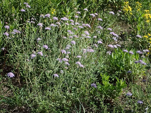 Scabiosa triandra \ Sdliche Skabiose / Southern Scabious, I Liguria, Sestri Levante 3.10.2023