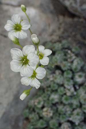 Saxifraga caesia \ Blaugr�ner Steinbrech / Grey Saxifrage, I Lago di Cancano 10.7.2026