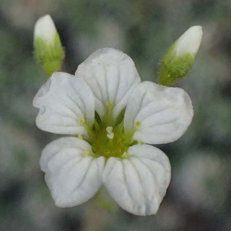 Saxifraga caesia \ Blaugr�ner Steinbrech / Grey Saxifrage, I Lago di Cancano 10.7.2026