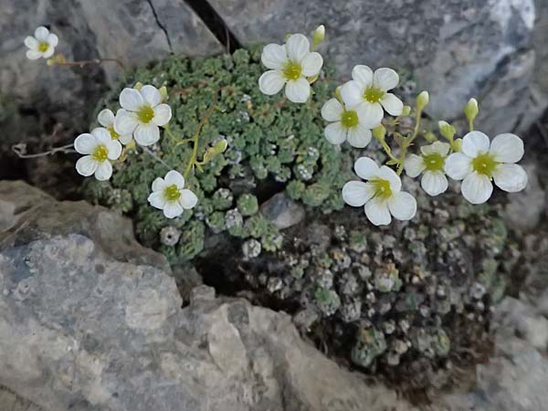 Saxifraga caesia \ Blaugr�ner Steinbrech / Grey Saxifrage, I Lago di Cancano 10.7.2026