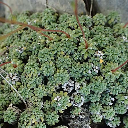 Saxifraga caesia \ Blaugr�ner Steinbrech / Grey Saxifrage, I Lago di Cancano 10.7.2026
