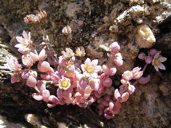 Sedum dasyphyllum \ Dickblttriger Mauerpfeffer / Corsian Stonecrop, I Liguria, Castelvecchio di Rocca Barbena 19.5.2013