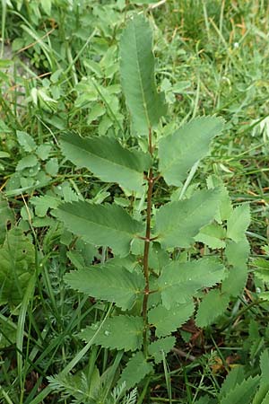 Sanguisorba dodecandra \ Bergamasker Wiesenknopf / Italian Burnet, I Alpi Bergamasche, Pizzo Arera 5.6.2017
