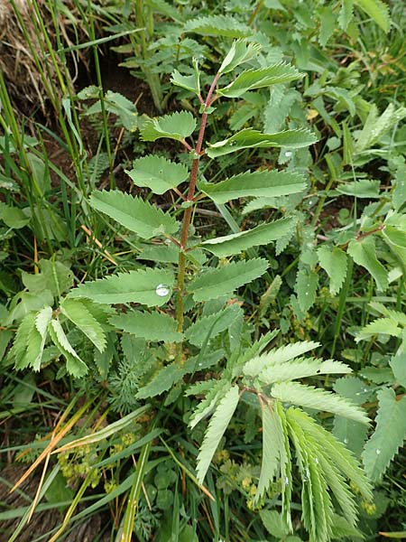Sanguisorba dodecandra \ Bergamasker Wiesenknopf / Italian Burnet, I Alpi Bergamasche, Pizzo Arera 5.6.2017