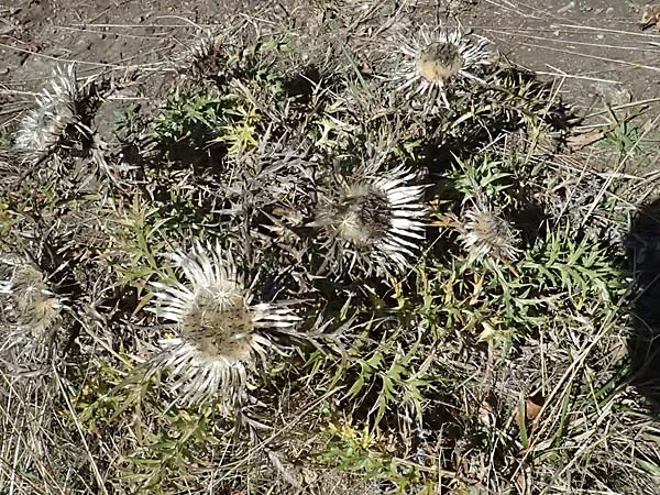 Carlina acaulis \ Silberdistel, Eberwurz / Stemless Carline Thistle, I Liguria, Passo di Cento Croci 27.9.2023