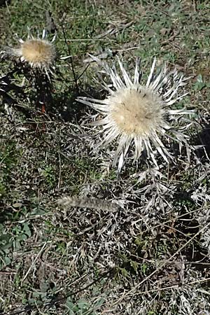 Carlina acaulis \ Silberdistel, Eberwurz / Stemless Carline Thistle, I Liguria, Passo di Cento Croci 27.9.2023
