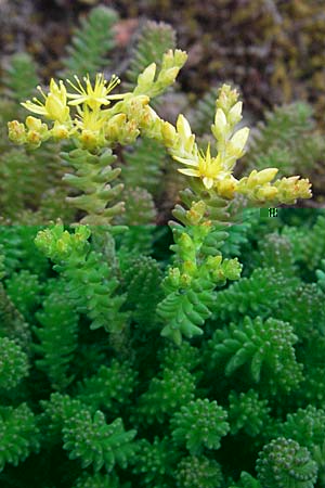 Sedum sexangulare \ Milder Mauerpfeffer / Tasteless Stonecrop, I Passignano 1.6.2007