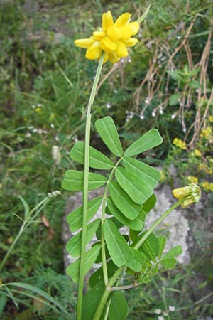 Securigera securidaca \ Beilwicke / Hatchet Vetch, I Liguria, Noli 25.5.2013
