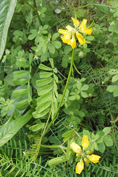 Securigera securidaca \ Beilwicke / Hatchet Vetch, I Liguria, Noli 25.5.2013