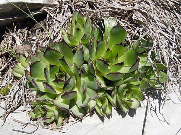 Sempervivum grandiflorum \ Gro&szlig;bl&uuml;tige Hauswurz / Large-Flowered House-Leek, I Liguria, Molini di Triora 26.5.2013