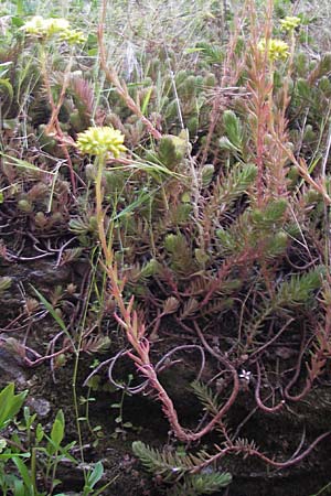 Sedum sediforme \ Nizza-Mauerpfeffer / Pale Stonecrop, I Finale Ligure 31.5.2013