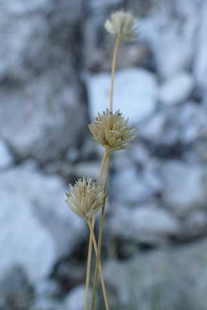 Sesleria sphaerocephala \ Kugelk&ouml;pfiges Blaugras / Globose Moor Grass, I Prags,  Wei&szlig;lahnsattel 6.7.2022