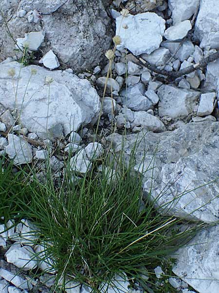 Sesleria sphaerocephala \ Kugelk&ouml;pfiges Blaugras / Globose Moor Grass, I Prags,  Wei&szlig;lahnsattel 6.7.2022