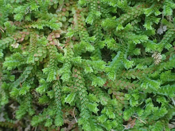Selaginella denticulata \ Gez&auml;hnter Moosfarn / Tooth-Leaved Clubmoss, I Liguria, Moneglia 26.9.2023
