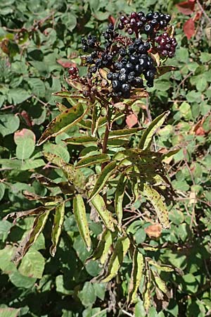 Sambucus ebulus \ Zwerg-Holunder, Attich / Dwarf Elder, I Liguria, Passo di Cento Croci 27.9.2023
