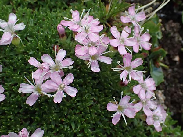 Silene exscapa \ Kiesel-Polsternelke, Silikat-Polsternelke / Moss Campion, I Passo di Gavia 6.7.2026