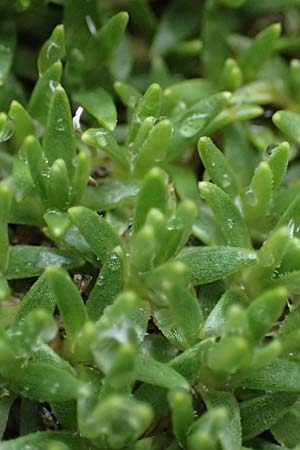 Silene exscapa \ Kiesel-Polsternelke, Silikat-Polsternelke / Moss Campion, I Passo di Gavia 6.7.2026