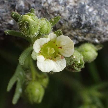 Saxifraga exarata subsp. exarata / White Musky Saxifrage, I Passo di Gavia 6.7.2026