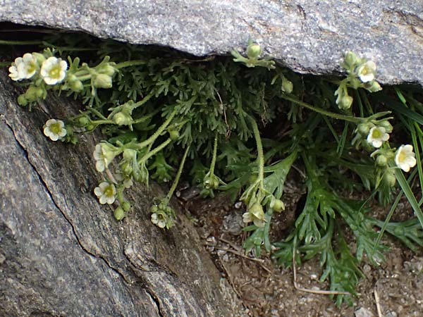 Saxifraga exarata subsp. exarata / White Musky Saxifrage, I Passo di Gavia 6.7.2026