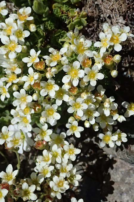 Saxifraga moschata \ Moschus-Steinbrech / Musky Saxifrage, I Stilfser Joch / Passo dello Stelvio 7.7.2026
