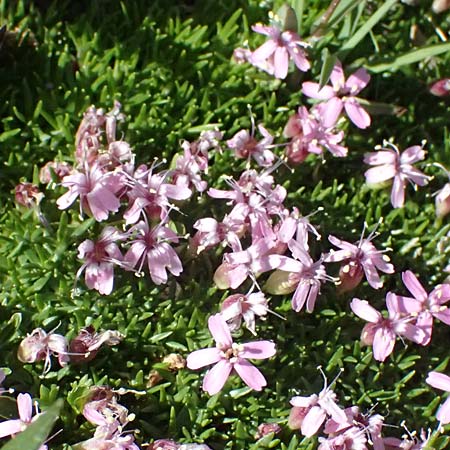 Silene exscapa \ Kiesel-Polsternelke, Silikat-Polsternelke / Moss Campion, I Stilfser Joch / Passo dello Stelvio 7.7.2026