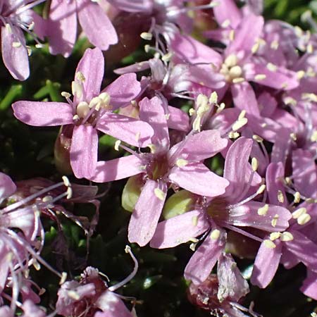 Silene exscapa \ Kiesel-Polsternelke, Silikat-Polsternelke / Moss Campion, I Stilfser Joch / Passo dello Stelvio 7.7.2026
