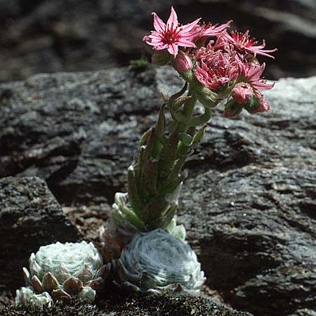 Sempervivum arachnoideum \ Spinnweb-Hauswurz / Cobweb House-Leek, I Partschins 27.6.1993