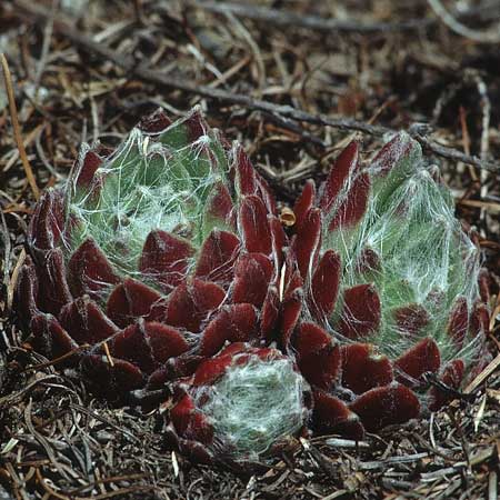 Sempervivum arachnoideum \ Spinnweb-Hauswurz / Cobweb House-Leek, I Naturns 29.6.1993