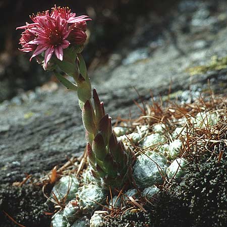 Sempervivum arachnoideum \ Spinnweb-Hauswurz / Cobweb House-Leek, I Fassa - Tal / Valley 2.7.1993