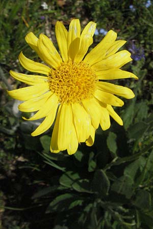 Senecio doronicum subsp. gerardii \ Gerards Greiskraut / Gerard's Ragwort, I Norcia 7.6.2007