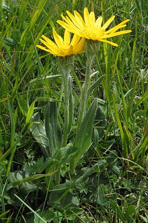 Senecio doronicum subsp. gerardii \ Gerards Greiskraut / Gerard's Ragwort, I Norcia 7.6.2007