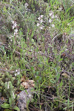 Silene gallica \ Franzsisches Leimkraut / Windmill Pink, Small-flowered Catchfly, I Liguria, Castelvecchio di Rocca Barbena 19.5.2013