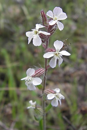 Silene gallica \ Franzsisches Leimkraut / Windmill Pink, Small-flowered Catchfly, I Liguria, Castelvecchio di Rocca Barbena 19.5.2013