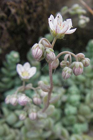 Sedum dasyphyllum \ Dickblttriger Mauerpfeffer / Corsian Stonecrop, I Perugia 3.6.2007