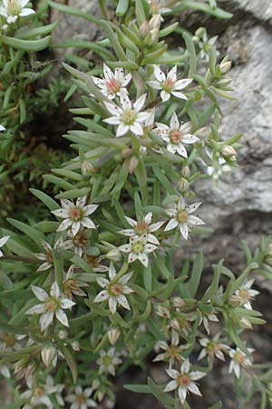 Sedum hispanicum \ Spanischer Mauerpfeffer / Spanish Stonecrop, I Alpi Bergamasche, Seriana-Valpiana 6.6.2017